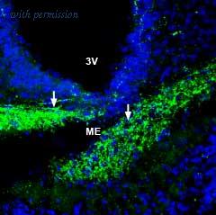 Alomone Labs AZT-006 image 2