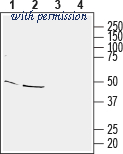 Alomone Labs APZ-028 image 1