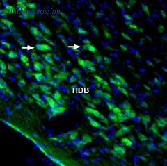 Alomone Labs APZ-028 image 2