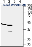 Alomone Labs ACR-022 image 1