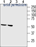 Alomone Labs AGR-055 image 1