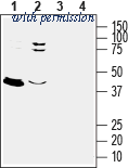 Alomone Labs AER-049 image 1