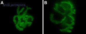 Alomone Labs B-100-AG image 2