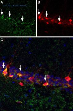 Alomone Labs B-100-B image 2