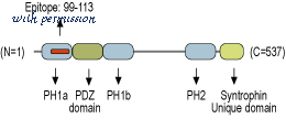 Alomone Labs B-136 image 1