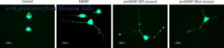 Alomone Labs B-243 image 1