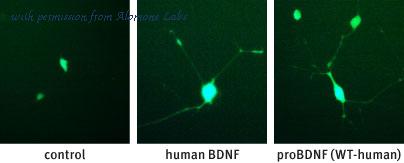 Alomone Labs B-257 image 1
