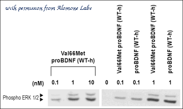 Alomone Labs B-457 image 2