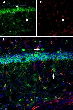 Alomone Labs C-135 image 2