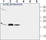 Alomone Labs C-240 image 1
