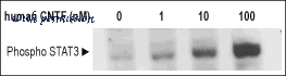 Alomone Labs C-240 image 2