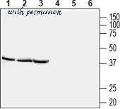 Alomone Labs C-250 image 1