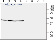 Alomone Labs C-255 image 1