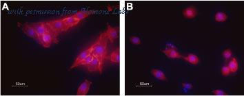 Alomone Labs C-550 image 2