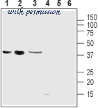 Alomone Labs D-255 image 1