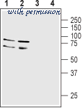 Alomone Labs D-350 image 2