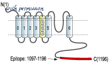 Alomone Labs D-400 image 2
