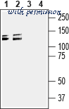 Alomone Labs G-170 image 1
