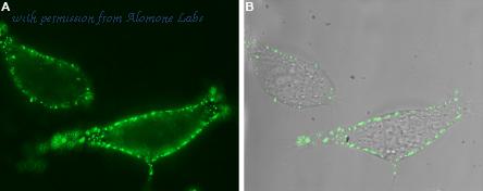 Alomone Labs G-220 image 1