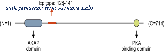 Alomone Labs G-245 image 1