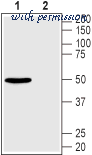 Alomone Labs GPG-250 image 1