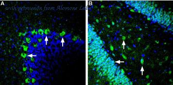 Alomone Labs GPM-120 image 2