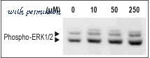 Alomone Labs GPS-100 image 1
