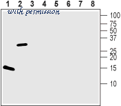 Alomone Labs GPS-100 image 2