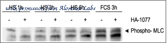 Alomone Labs H-220 image 3