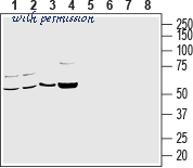 Alomone Labs I-160 image 1