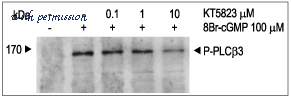 Alomone Labs K-250 image 1