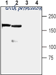 Alomone Labs N-206 image 2