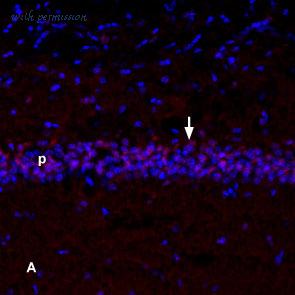 Alomone Labs N-240-B image 2