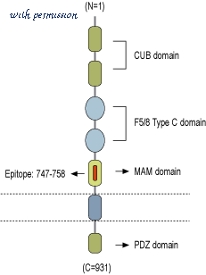 Alomone Labs N-240-B image 3