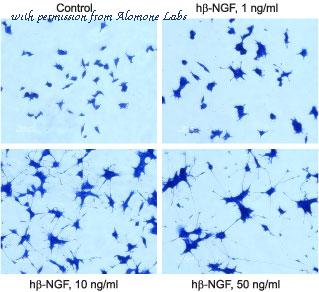 Alomone Labs N-245 image 2