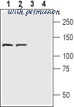 Alomone Labs N-245 image 3