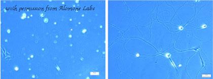 Alomone Labs N-255 image 1