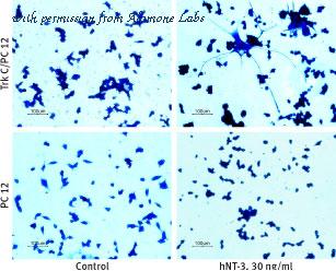 Alomone Labs N-260 image 1