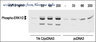 Alomone Labs N-260 image 2