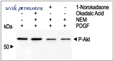 Alomone Labs N-750 image 1