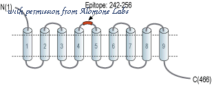 Alomone Labs O-160 image 1