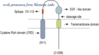 Alomone Labs P-176 image 2