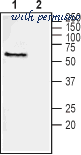 Alomone Labs P-180 image 2