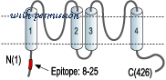 Alomone Labs P-310 image 1