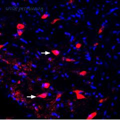 Alomone Labs P-320 image 1