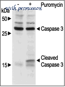Alomone Labs P-540 image 1
