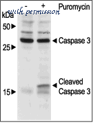 Alomone Labs P-540 ͼ 1