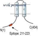 Alomone Labs P-540 ͼ 2