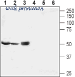 Alomone Labs P-650 image 2
