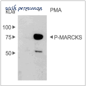 Alomone Labs P-800 image 2